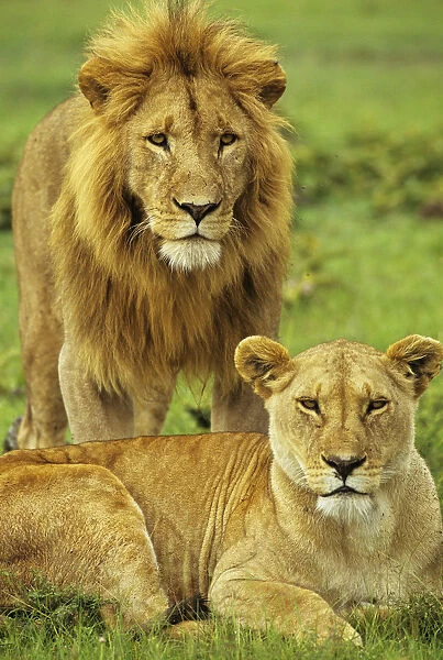 African lion (Panthera leo) pair, Masai Mara National Reserve, Kenya, January