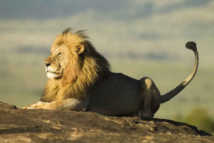 Framed Print : African lion (Panthera leo), resting on a rock, surrounded by flies, Masai Mara Game Reserve, Kenya Framed Print : African lion (Panthera leo), resting on a rock, surrounded by flies, Masai Mara Game Reserve, Kenya