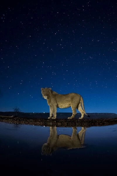 African lion (Panthera leo) at waterhole at night, Mkuze, South Africa Third place