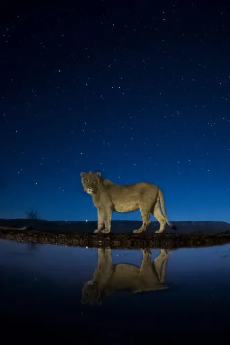 Framed Print : African lion (Panthera leo) at waterhole at night, Mkuze, South Africa Third place Framed Print : African lion (Panthera leo) at waterhole at night, Mkuze, South Africa Third place