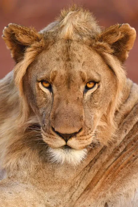 Framed Print : African lion (Panthera leo) young male, portrait, Zimanga Private Nature Reserve