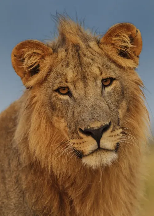 Framed Print : African Lion (Panthera leo) young male at sunrise, Etosha National Park, Namibia Framed Print : African Lion (Panthera leo) young male at sunrise, Etosha National Park, Namibia