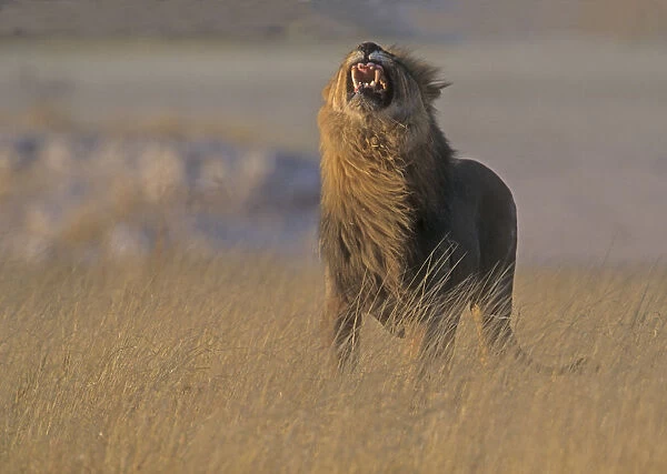 male　giving　flehmen　(Panthero　African　leo)　lion　grimace