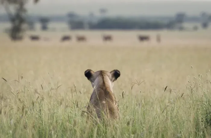 Framed Print : African lioness (Panthera leo) sitting patiently in the long grass, watching herd of Common eland Framed Print : African lioness (Panthera leo) sitting patiently in the long grass, watching herd of Common eland