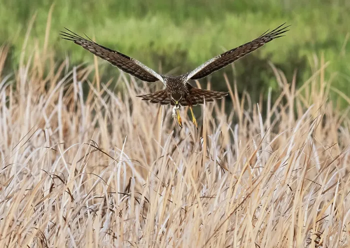 Framed Print : African marsh harrier (Circus ranivorus) male, in flight with lizard prey in beak, returning to nest site, Abrahamskraal Waterhole, West Coast National Park, Langebaan Framed Print : African marsh harrier (Circus ranivorus) male, in flight with lizard prey in beak, returning to nest site, Abrahamskraal Waterhole, West Coast National Park, Langebaan