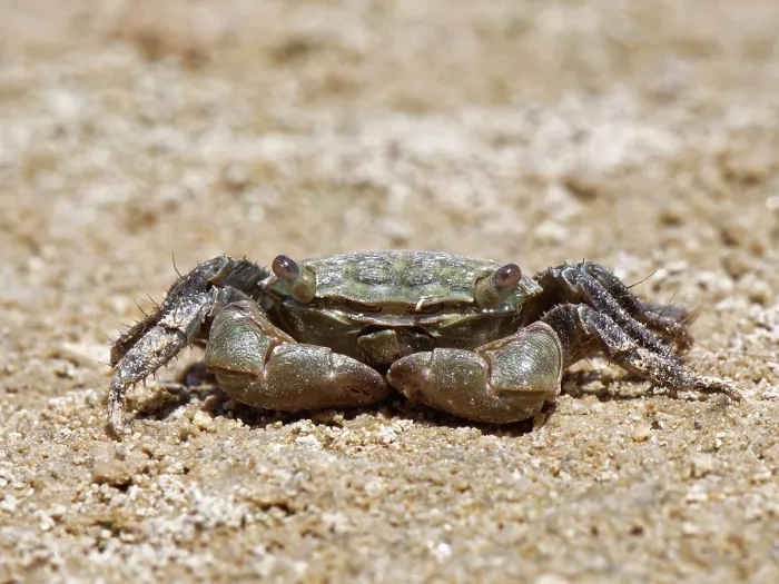 Framed Print : African matchbox crab (Pachygrapsus transversus) walking on intertidal mudflats, Sotavento Lagoon, Fuerteventura, Canary Islands. September Framed Print : African matchbox crab (Pachygrapsus transversus) walking on intertidal mudflats, Sotavento Lagoon, Fuerteventura, Canary Islands. September