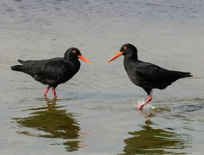 Framed Print : African oystercatchers (Haematopus moquini) pair standing in shallow water at the tideline, Knysna, Cape Province, South Africa Framed Print : African oystercatchers (Haematopus moquini) pair standing in shallow water at the tideline, Knysna, Cape Province, South Africa