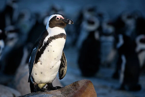 African penguin (Spheniscus demersus) standing on rock at dusk, with clustered penguins in background. South Africa. November