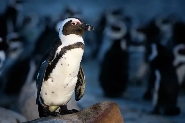 Framed Print : African penguin (Spheniscus demersus) standing on rock at dusk, with clustered penguins in background. South Africa. November