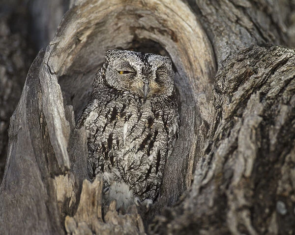 African scops owl (Otus senegalensis) resting in tree hole, Etosha National Park, Namibia