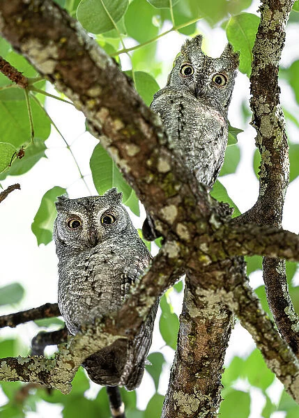 Two African scops owls (Otus senegalensis) perched in tree, Katavi National Park, Tanzania