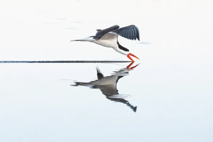 Framed Print : African skimmer (Rynchops flavirostris) in flight above water's surface and skimming beak, Chobe National Park, Botswana Framed Print : African skimmer (Rynchops flavirostris) in flight above water's surface and skimming beak, Chobe National Park, Botswana