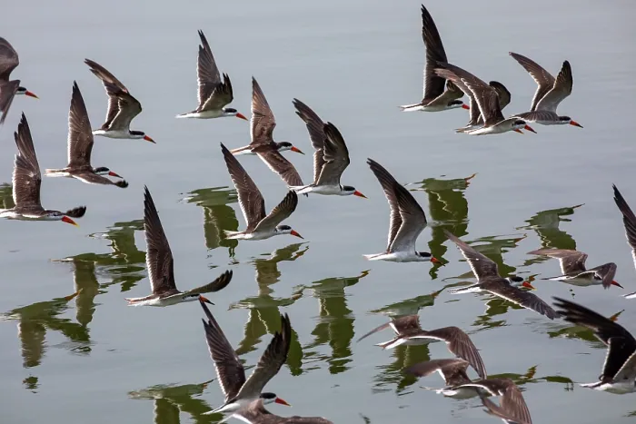 Framed Print : African skimmer (Rynchops flavirostris) flock in flight, Queen Elizabeth National Park, Uganda Framed Print : African skimmer (Rynchops flavirostris) flock in flight, Queen Elizabeth National Park, Uganda