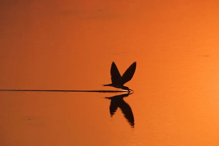 Framed Print : African skimmer skimming at sunset {Rynchops flavirostris} Chobe NP, Botswana Framed Print : African skimmer skimming at sunset {Rynchops flavirostris} Chobe NP, Botswana