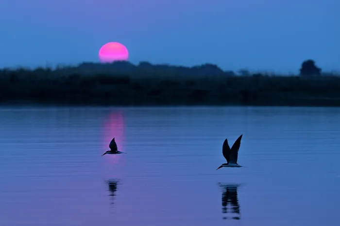 Framed Print : Two African skimmers (Rynchops flavirostris) flying over water, silhouetted at sunset, Chobe River, Chobe National Park, Botswana Framed Print : Two African skimmers (Rynchops flavirostris) flying over water, silhouetted at sunset, Chobe River, Chobe National Park, Botswana