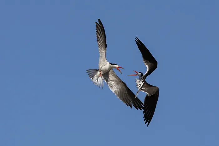Framed Print : African skimmers (Rynchops flavirostris) pair, in flight displaying, Chobe National Park, Botswana Framed Print : African skimmers (Rynchops flavirostris) pair, in flight displaying, Chobe National Park, Botswana