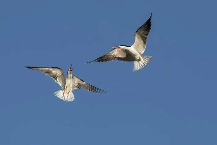 Framed Print : African skimmers (Rynchops flavirostris) pair, in flight displaying, Chobe National Park, Botswana