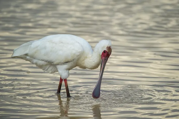 Framed Print : African spoonbill (Platalea alba) feeding in shallow water, Marakele Private Reserve, Waterberg Biosphere Reserve, Limpopo Province, South Africa Framed Print : African spoonbill (Platalea alba) feeding in shallow water, Marakele Private Reserve, Waterberg Biosphere Reserve, Limpopo Province, South Africa