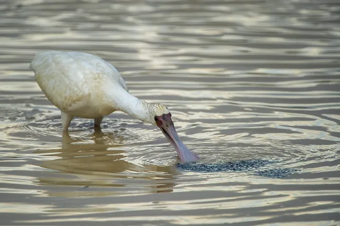 Framed Print : African spoonbill (Platalea alba) feeding in shallow water, Marakele Private Reserve, Waterberg Biosphere Reserve, Limpopo Province, South Africa Framed Print : African spoonbill (Platalea alba) feeding in shallow water, Marakele Private Reserve, Waterberg Biosphere Reserve, Limpopo Province, South Africa