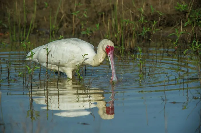 Framed Print : African spoonbill (Platalea alba) feeding in shallow water, Marataba, Marakele National Park, Limpopo Province, South Africa Framed Print : African spoonbill (Platalea alba) feeding in shallow water, Marataba, Marakele National Park, Limpopo Province, South Africa