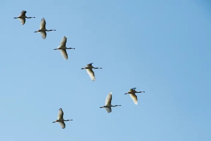 Framed Print : African spoonbills (Platalea alba) flock in flight, Marakele Private Reserve, Waterberg Biosphere Reserve, Limpopo Province, South Africa Framed Print : African spoonbills (Platalea alba) flock in flight, Marakele Private Reserve, Waterberg Biosphere Reserve, Limpopo Province, South Africa