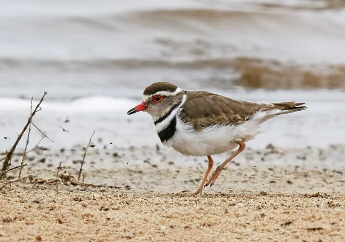 Framed Print : African three-banded plover (Charadrius tricollaris) calling and running along the shore, Seeberg, West Coast National Park, Langebaan, Cape Province, South Africa Framed Print : African three-banded plover (Charadrius tricollaris) calling and running along the shore, Seeberg, West Coast National Park, Langebaan, Cape Province, South Africa