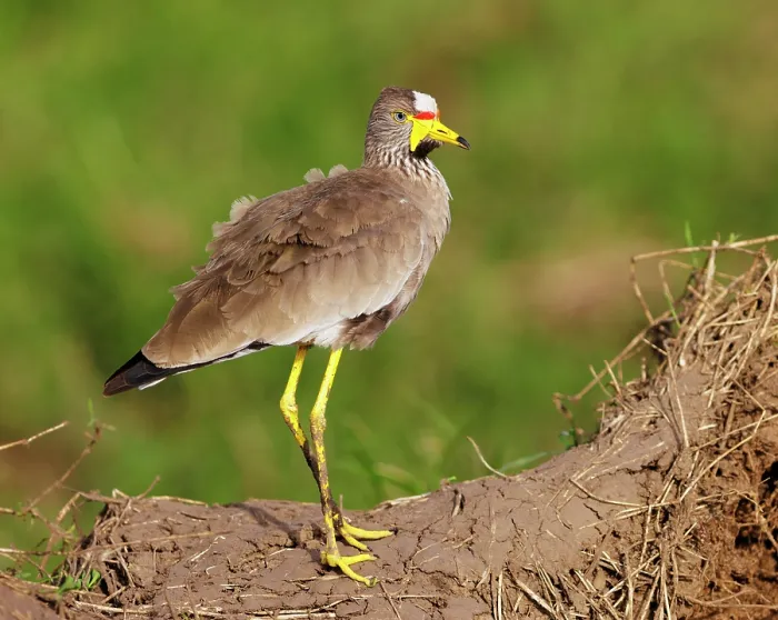 Framed Print : African wattled lapwing (Vanellus senegallus) portrait, Masai Mara National Reserve, Kenya Framed Print : African wattled lapwing (Vanellus senegallus) portrait, Masai Mara National Reserve, Kenya