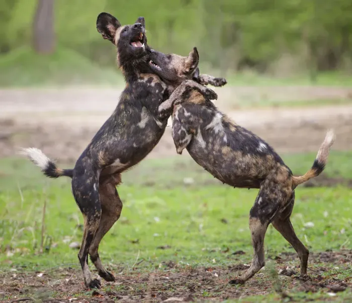 Framed Print : African wild dog (Lycaon pictus), male and female play fighting. Mana Pools National Park, Zimbabwe Framed Print : African wild dog (Lycaon pictus), male and female play fighting. Mana Pools National Park, Zimbabwe