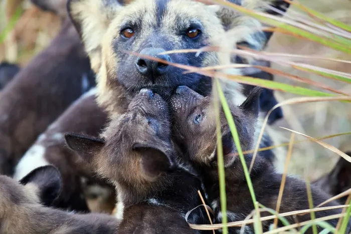 Framed Print : African wild dog (Lycaon pictus) alpha female, interacting with two of her pups, aged 4 weeks, Okavango Delta, Northern Botswana, Africa Framed Print : African wild dog (Lycaon pictus) alpha female, interacting with two of her pups, aged 4 weeks, Okavango Delta, Northern Botswana, Africa