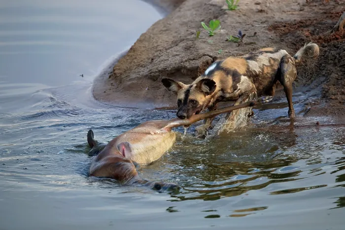 Framed Print : African wild dog (Lycaon pictus) dragging a dead Impala (Aepyceros melampus) from a shallow pool at the edge of the Luangwa River, South Luangwa National Park, Zambia Framed Print : African wild dog (Lycaon pictus) dragging a dead Impala (Aepyceros melampus) from a shallow pool at the edge of the Luangwa River, South Luangwa National Park, Zambia