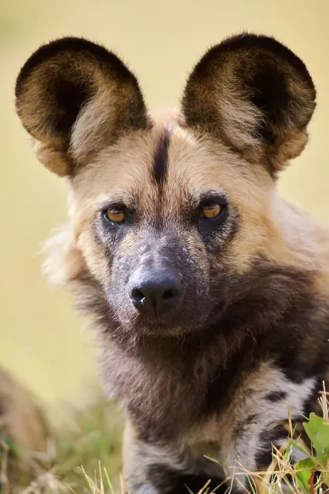 Framed Print : African wild dog (Lycaon pictus) head portrait, Okavango Delta, Northern Botswana, Africa Framed Print : African wild dog (Lycaon pictus) head portrait, Okavango Delta, Northern Botswana, Africa