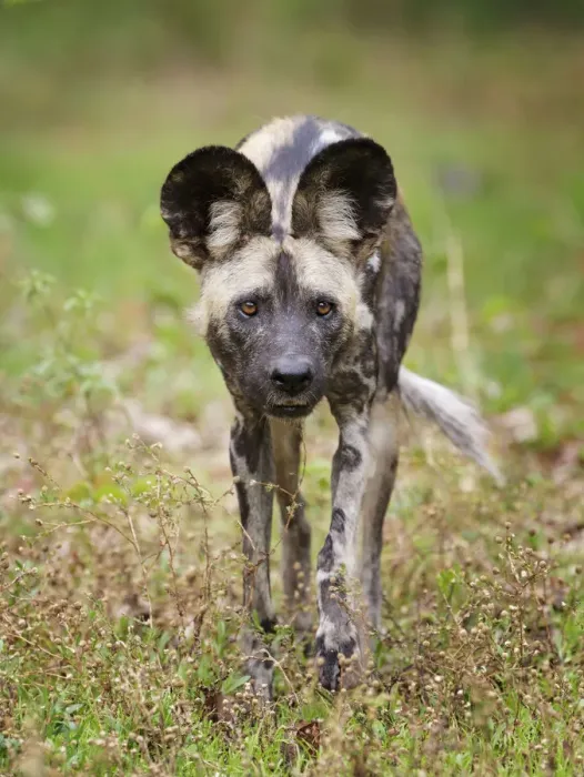 Framed Print : African wild dog (Lycaon pictus) portrait, Mana Pools National Park, Zimbabwe Framed Print : African wild dog (Lycaon pictus) portrait, Mana Pools National Park, Zimbabwe