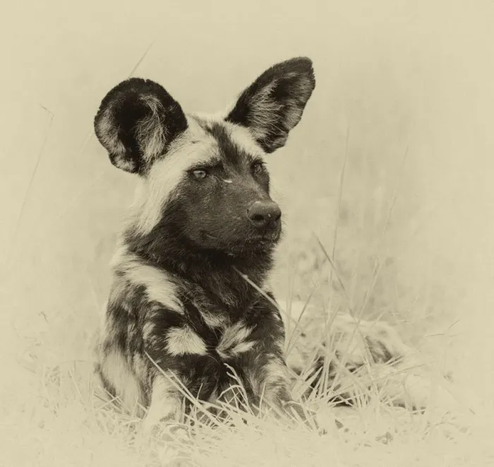 Framed Print : African wild dog (Lycaon pictus) portrait Framed Print : African wild dog (Lycaon pictus) portrait