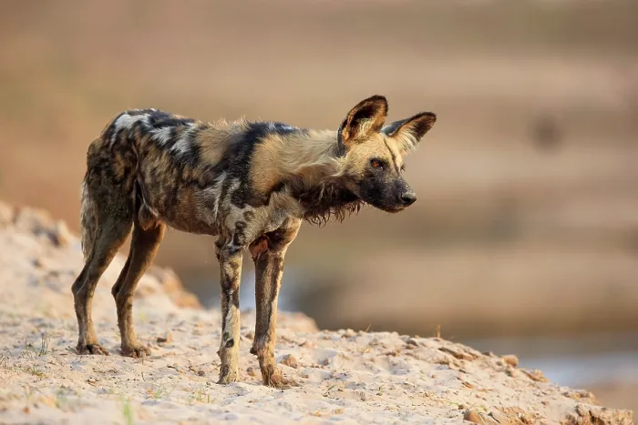 Framed Print : African wild dog (Lycaon pictus) standing on banks of the Luangwa River, South Luangwa National Park, Zambia Framed Print : African wild dog (Lycaon pictus) standing on banks of the Luangwa River, South Luangwa National Park, Zambia