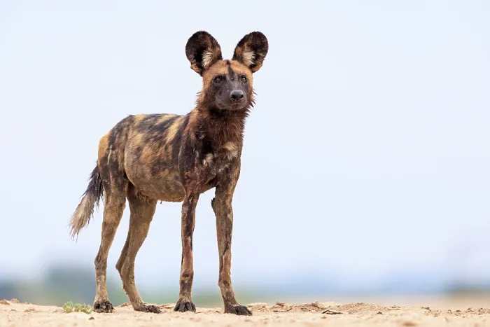 Framed Print : African wild dog (Lycaon pictus) standing on top of a dry bank on the edge of the Luangwa River, South Luangwa National Park, Zambia. Endangered Framed Print : African wild dog (Lycaon pictus) standing on top of a dry bank on the edge of the Luangwa River, South Luangwa National Park, Zambia. Endangered