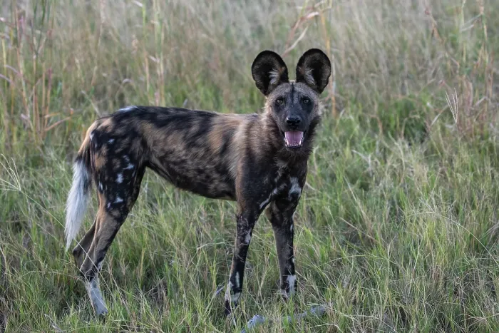 Framed Print : African wild dog (Lycaon pictus) standing in long grass with mouth open, Okavango Delta, Botswana. Endangered Framed Print : African wild dog (Lycaon pictus) standing in long grass with mouth open, Okavango Delta, Botswana. Endangered