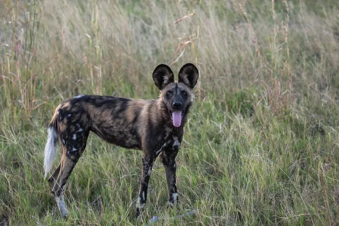 Framed Print : African wild dog (Lycaon pictus) standing in long grass with tongue out, Okavango Delta, Botswana. Endangered Framed Print : African wild dog (Lycaon pictus) standing in long grass with tongue out, Okavango Delta, Botswana. Endangered