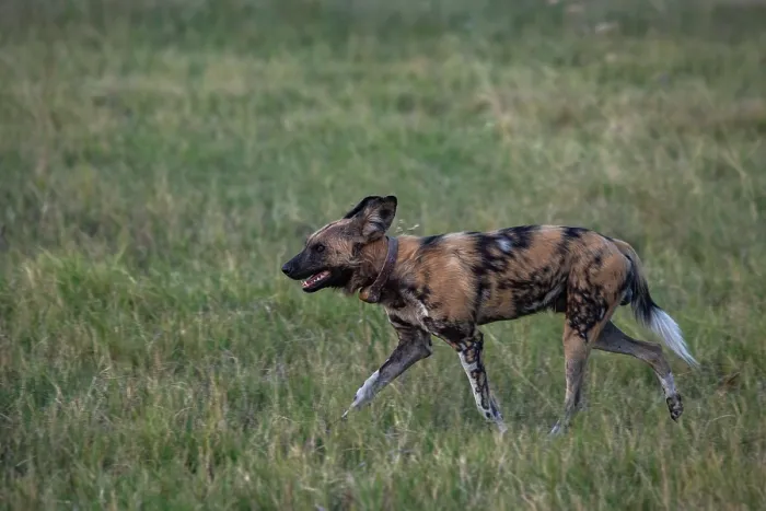 Framed Print : African wild dog (Lycaon pictus) walking in grassland, Okavango Delta, Botswana. Endangered Framed Print : African wild dog (Lycaon pictus) walking in grassland, Okavango Delta, Botswana. Endangered