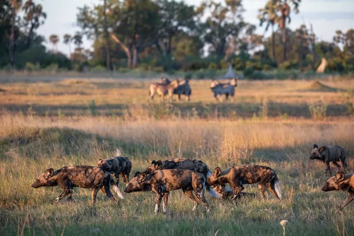 Framed Print : African wild dogs (Lycaon pictus) pack hunting in grassland, Okavango Delta, Botswana. Endangered Framed Print : African wild dogs (Lycaon pictus) pack hunting in grassland, Okavango Delta, Botswana. Endangered