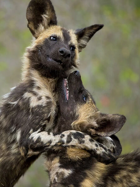 African wild dogs (Lycaon pictus) play fighting, Mkuze, South Africa