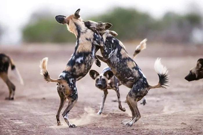 Framed Print : African wild dogs (Lycaon pictus) play fighting, South Luangwa National Park, Zambia. Endangered Framed Print : African wild dogs (Lycaon pictus) play fighting, South Luangwa National Park, Zambia. Endangered