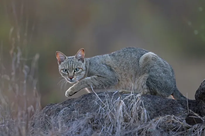 Framed Print : African wildcat (Felis lybica) resting on a rock, Kruger National Park, South Africa Framed Print : African wildcat (Felis lybica) resting on a rock, Kruger National Park, South Africa