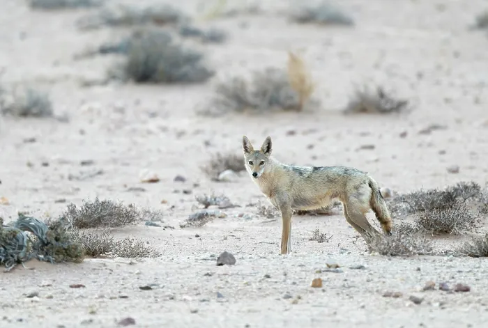 Framed Print : African wolf (Canis lupaster) camouflaged in the desert, Western Sahara Framed Print : African wolf (Canis lupaster) camouflaged in the desert, Western Sahara
