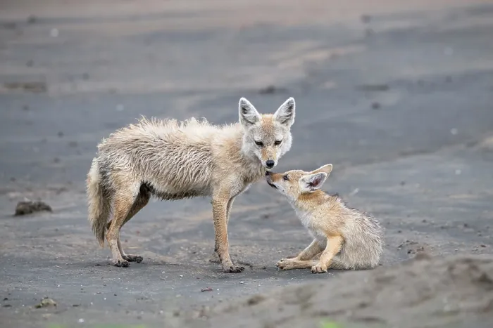Framed Print : African wolf (Canis lupaster) female with pup, portrait, Ngorongoro Crater, Tanzania Framed Print : African wolf (Canis lupaster) female with pup, portrait, Ngorongoro Crater, Tanzania
