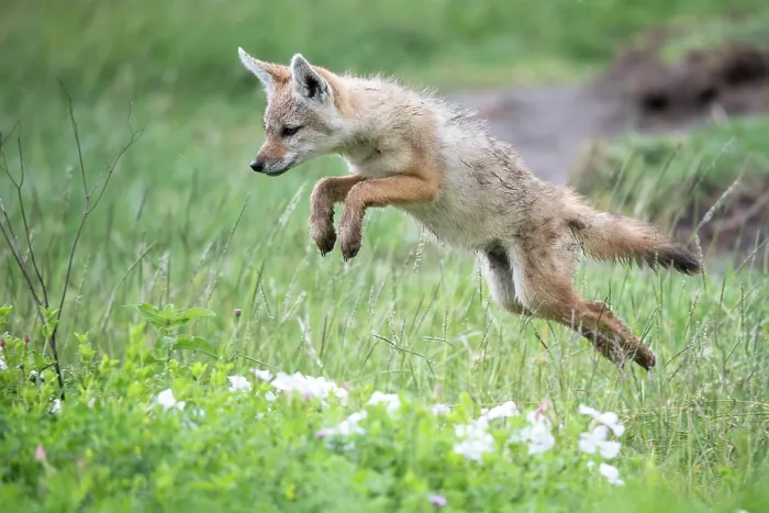Framed Print : African wolf (Canis lupaster) pup, leaping, Ngorongoro Crater, Tanzania Framed Print : African wolf (Canis lupaster) pup, leaping, Ngorongoro Crater, Tanzania