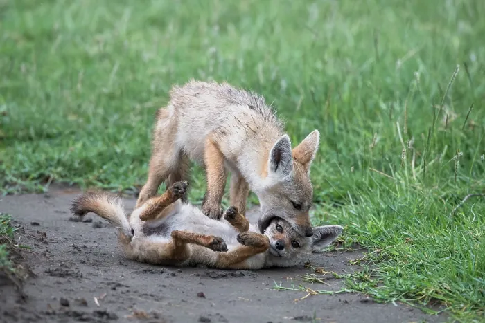 Framed Print : Two African wolf (Canis lupaster) pups playing, Ngorongoro Crater, Tanzania Framed Print : Two African wolf (Canis lupaster) pups playing, Ngorongoro Crater, Tanzania