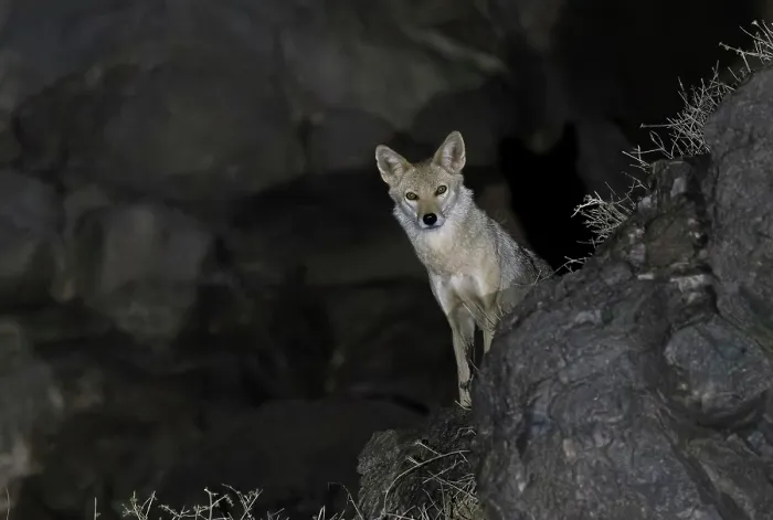 Framed Print : African wolf (Canis lupaster) standing on rocks at night, Ngorongoro Crater, Tanzania Framed Print : African wolf (Canis lupaster) standing on rocks at night, Ngorongoro Crater, Tanzania