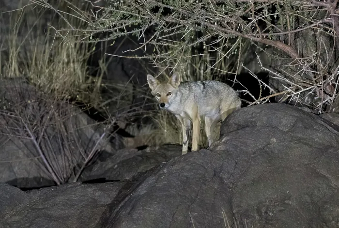 Framed Print : African wolf (Canis lupaster) standing on rocks at night, Ngorongoro Crater, Tanzania Framed Print : African wolf (Canis lupaster) standing on rocks at night, Ngorongoro Crater, Tanzania
