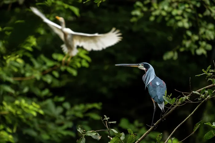 Framed Print : Agami heron (Agamia agami) perched on branch, with Great white heron (Ardea alba) flying behind, Los Llanos, Colombia Framed Print : Agami heron (Agamia agami) perched on branch, with Great white heron (Ardea alba) flying behind, Los Llanos, Colombia