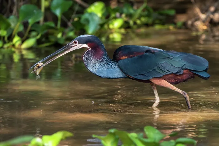 Framed Print : Agami heron (Agamia agami) wading through shallow water with fish prey in beak, Pantanal, Brazil Framed Print : Agami heron (Agamia agami) wading through shallow water with fish prey in beak, Pantanal, Brazil